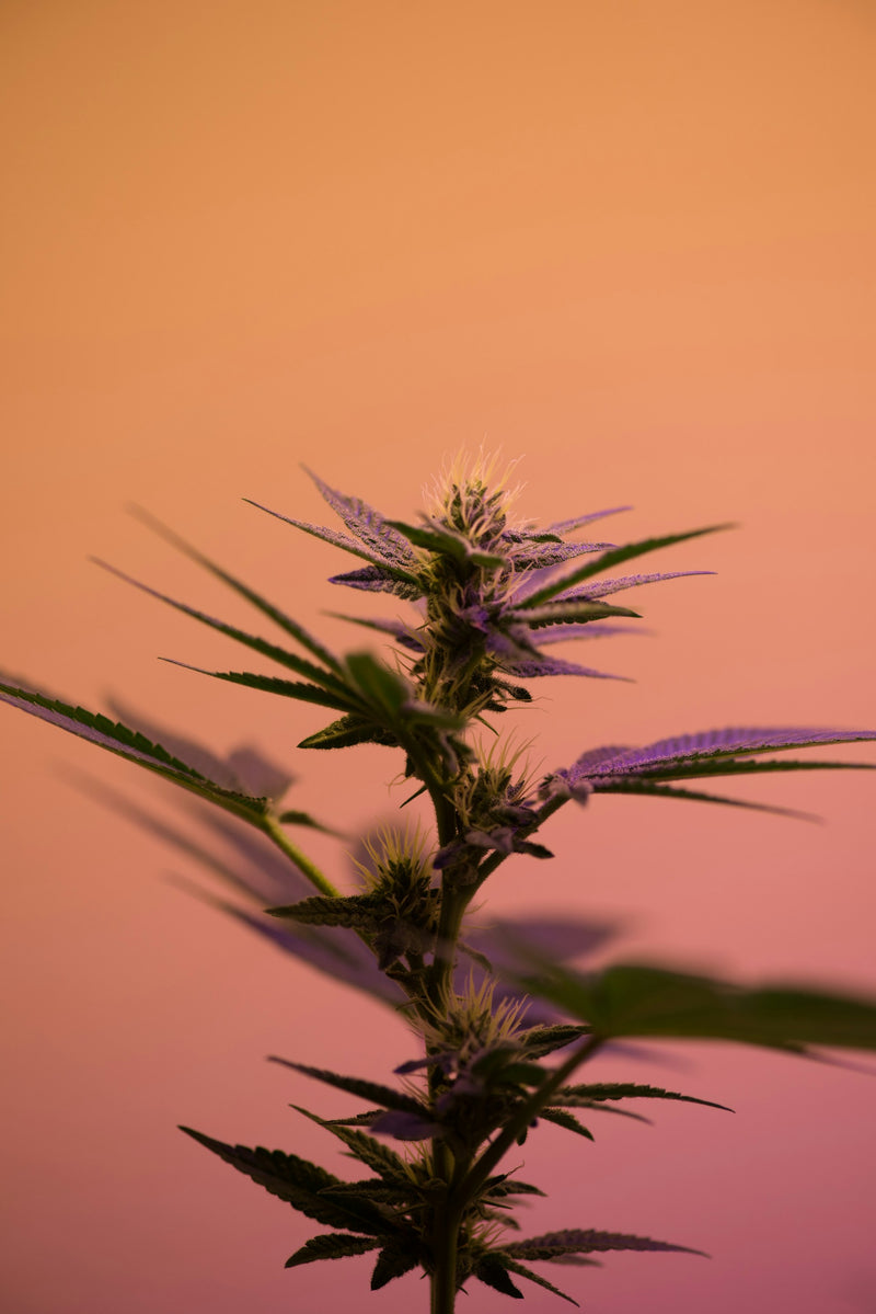 CBD