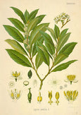 essential oils aromatherapy blending customize bay laurel