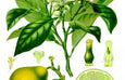 essential oils aromatherapy blending customize bergamot