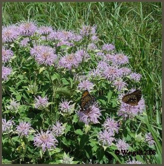 essential oils aromatherapy blending customize bergamot