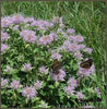 essential oils aromatherapy blending customize bergamot