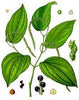 essential oils aromatherapy blending customize black pepper