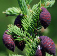 essential oils aromatherapy blending customize black spruce