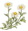 essential oils aromatherapy blending customize chamomile