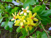 essential oils aromatherapy blending customize clove