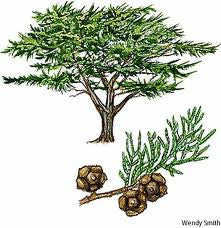 essential oils aromatherapy blending customize cypress
