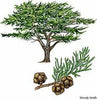 essential oils aromatherapy blending customize cypress