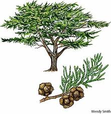 essential oils aromatherapy blending customize cypress