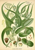 essential oils aromatherapy blending customize eucalyptus