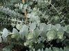 essential oils aromatherapy blending customize eucalyptus