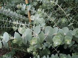 essential oils aromatherapy blending customize eucalyptus