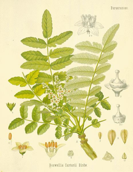 essential oils aromatherapy blending customize frankincense