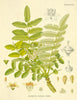 essential oils aromatherapy blending customize frankincense