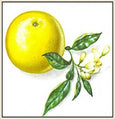 essential oils aromatherapy blending customize grapefruit