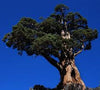 essential oils aromatherapy blending customize juniper