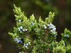essential oils aromatherapy blending customize juniper