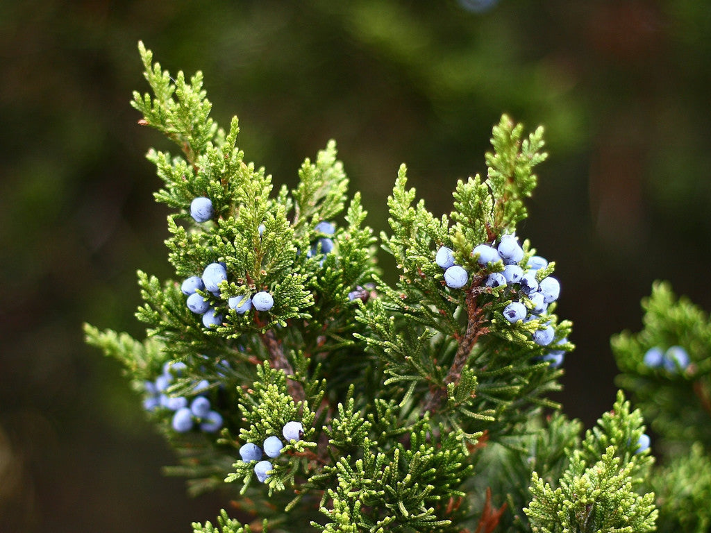 essential oils aromatherapy blending customize juniper