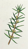 essential oils aromatherapy blending customize juniper