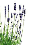 essential oils aromatherapy blending customize lavender