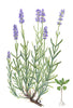 essential oils aromatherapy blending customize lavender