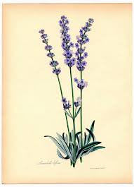 essential oils aromatherapy blending customize lavender