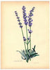 essential oils aromatherapy blending customize lavender