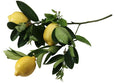 essential oils aromatherapy blending customize lemon