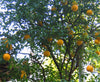 essential oils aromatherapy blending customize lemon