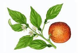 essential oils aromatherapy blending customize neroli