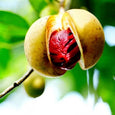essential oils aromatherapy blending customize nutmeg