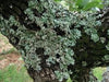 essential oils aromatherapy blending customize oak moss