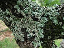 essential oils aromatherapy blending customize oak moss