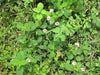 essential oils aromatherapy blending customize peppermint