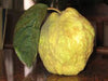 essential oils aromatherapy blending customize bergamot