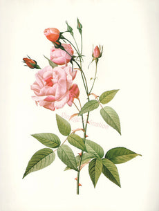 Essential Oil Blend Seductive (Rose Clove) – Heliotrope San Francisco