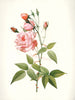 essential oils aromatherapy blending customize rose