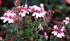essential oils aromatherapy blending customize rose geranium