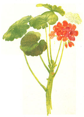 essential oils aromatherapy blending customize rose geranium