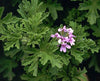essential oils aromatherapy blending customize rose geranium