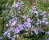 essential oils aromatherapy blending customize rosemary