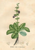 essential oils aromatherapy blending customize sage