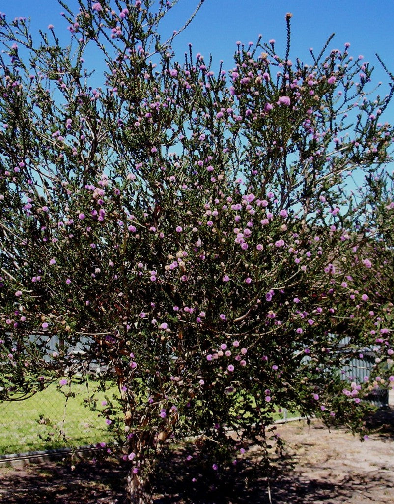 essential oils aromatherapy blending customize tea tree