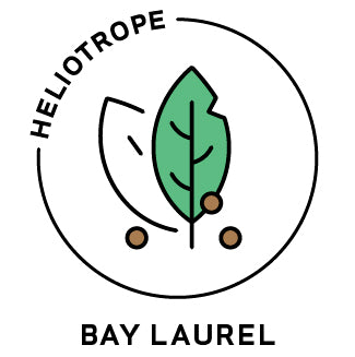 essential oils aromatherapy blending customize bay laurel