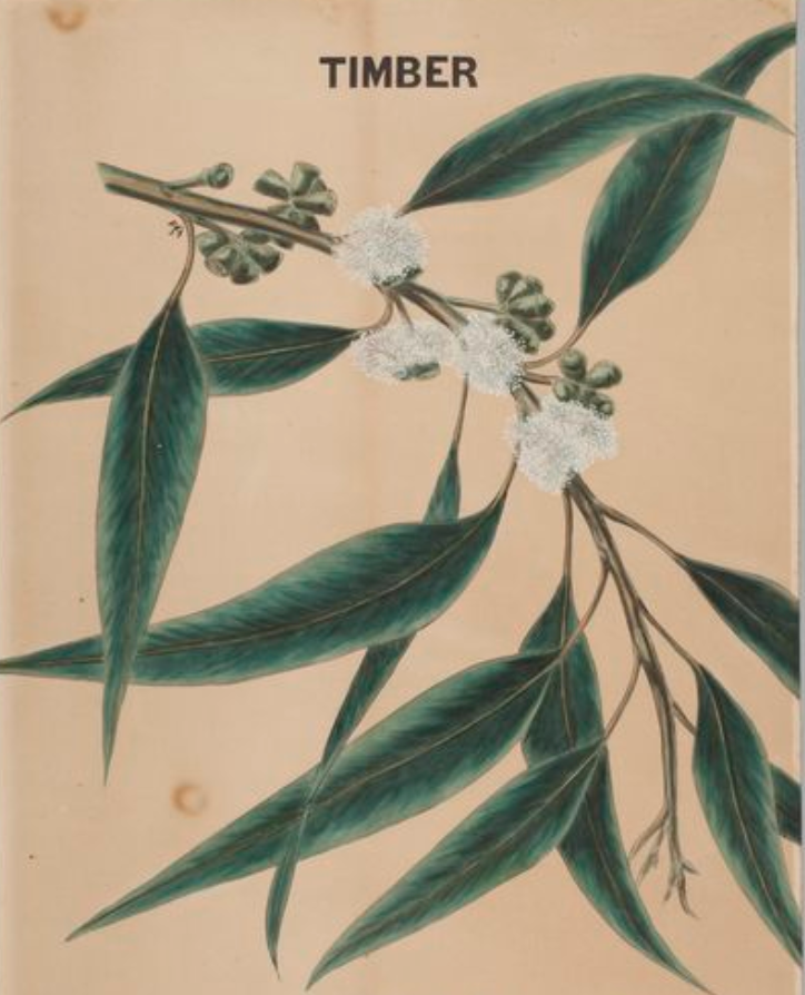 essential oils aromatherapy blending customize eucalyptus