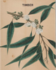 essential oils aromatherapy blending customize eucalyptus