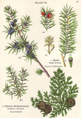 essential oils aromatherapy blending customize juniper