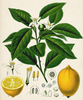 essential oils aromatherapy blending customize lemon