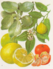 essential oils aromatherapy blending customize pink grapefruit