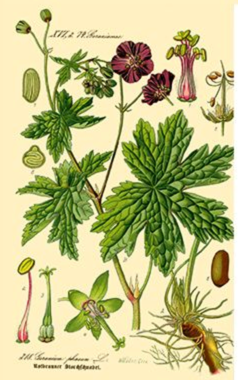 essential oils aromatherapy blending customize rose geranium