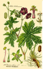 essential oils aromatherapy blending customize rose geranium